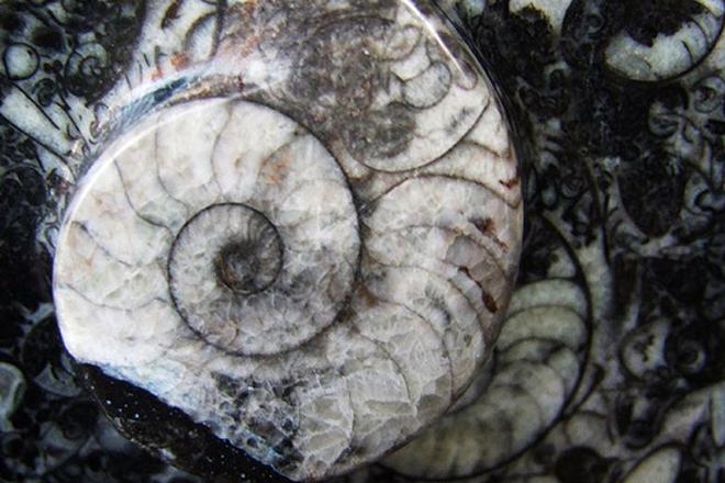 Ammoniten 1