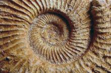 Ammoniten 2