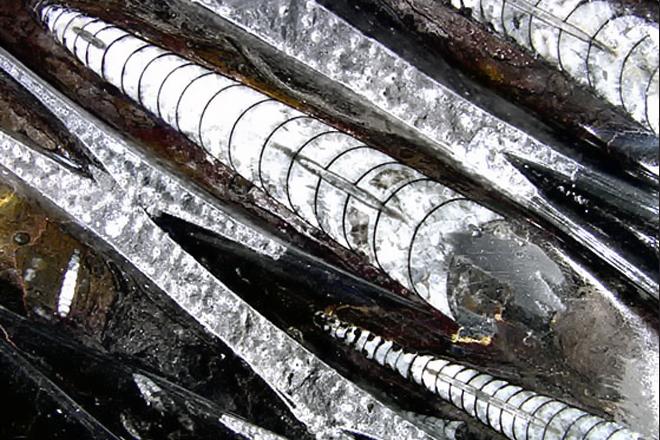 Orthoceras 1