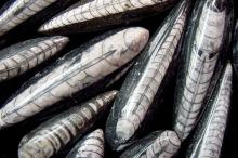Orthoceras 2