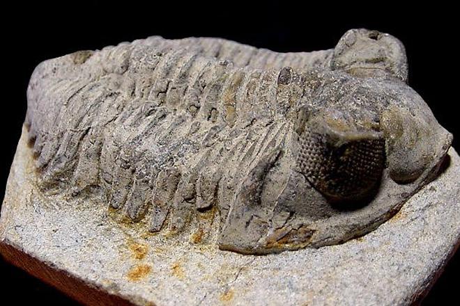 Trilobiten 5