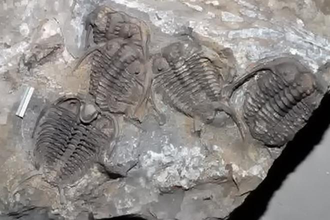 Trilobiten 1