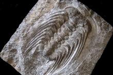 Trilobiten 2